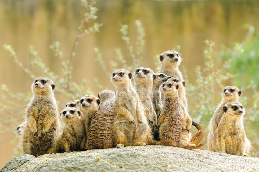 Meerkat_Family