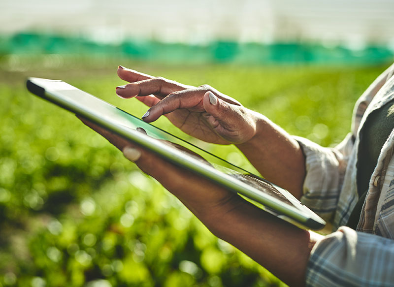 Image-Person using a tablet in a green field/farm setting