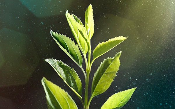 Image-Growing green seedling in the rain
